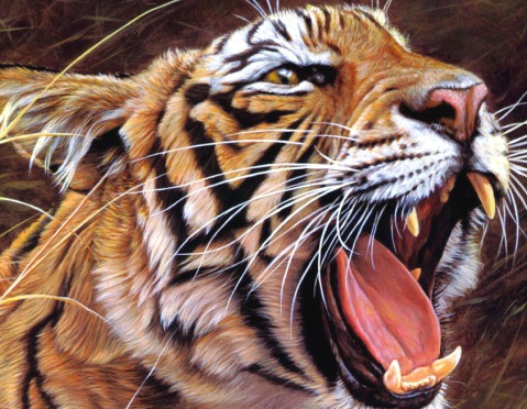 TigerPredatorEcontent.jpg