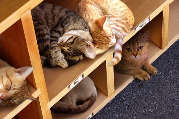 Sacramento Public Library announced that the Library of Things had evolved into a new Library of Cats, with apparently a lengthy borrowing period: "Patrons can now borrow a kitten and return a cat."
