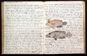 Page 117 of Donald Erdman's journal includes a drawing of a red and black Labrid [sic] and Epinephelus. The page is from a field book documenting Erdman's specimen collecting in the Persian Gulf and Red Sea under the auspices of the Arabian American Oil Company in 1948.
