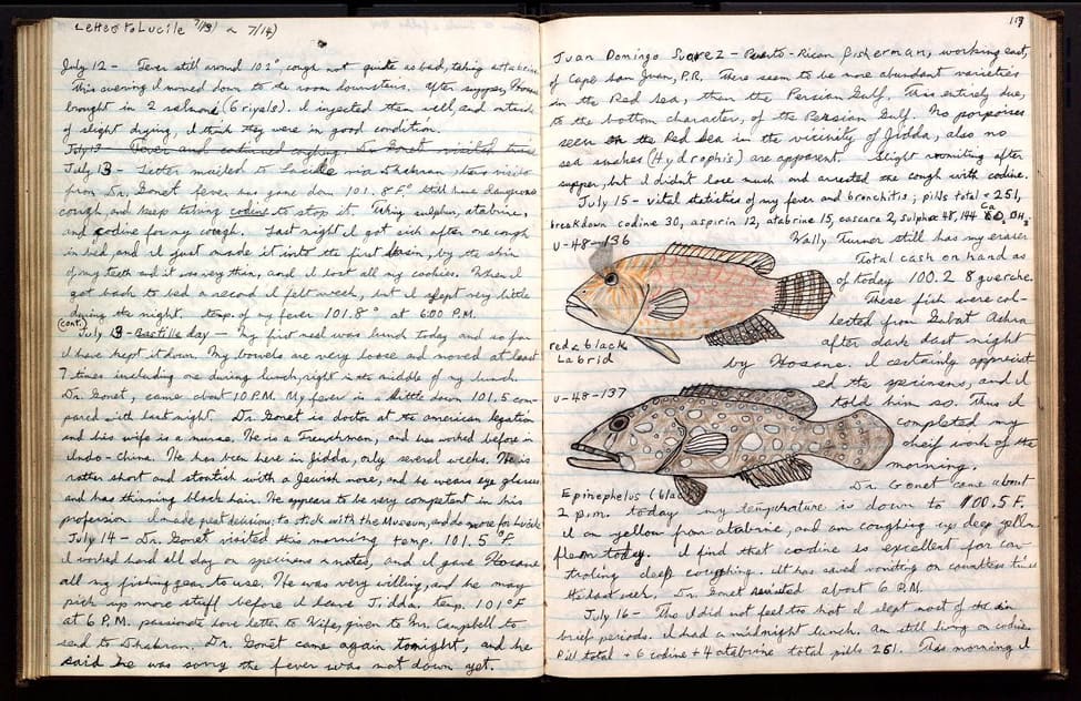 Page 117 of Donald Erdman's journal includes a drawing of a red and black Labrid [sic] and Epinephelus. The page is from a field book documenting Erdman's specimen collecting in the Persian Gulf and Red Sea under the auspices of the Arabian American Oil Company in 1948.