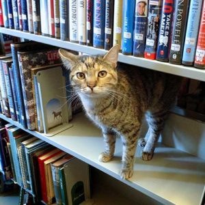 Catniss Evergreen, Akron Carnegie Public Library, Akron, Indiana