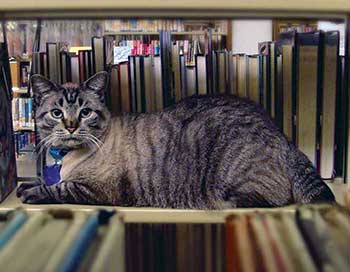 Browser, the live-in cat of White Settlement (Tex.) Public Library, ­survived a city council vote to remove him.