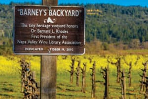 Barney's Backyard is the 91-vine working vineyard behind the St. Helena (Calif.) Public Library. <span class="credit">Photo: Tim Kennedy/Napa Films</span>