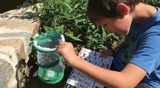 At Pocahontas State Park in Chesterfield, Virginia, Mitchell Scheid uses supplies from his library backpack to examine local insect life. Photo: Lisa Scheid