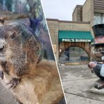 From left: Punxsutawney Phil, 134 years old and living at the Punxsutawney (Pa.) Memorial Library since the 1970s, inside his burrow; at the front of the library, visitors can see Phil's Burrow through the viewing window. Photos: Punxsutawney (Pa.) Memorial Library