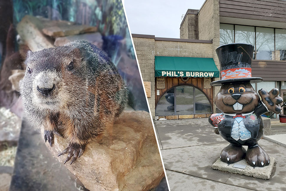 From left: Punxsutawney Phil, 134 years old and living at the Punxsutawney (Pa.) Memorial Library since the 1970s, inside his burrow; at the front of the library, visitors can see Phil's Burrow through the viewing window. Photos: Punxsutawney (Pa.) Memorial Library