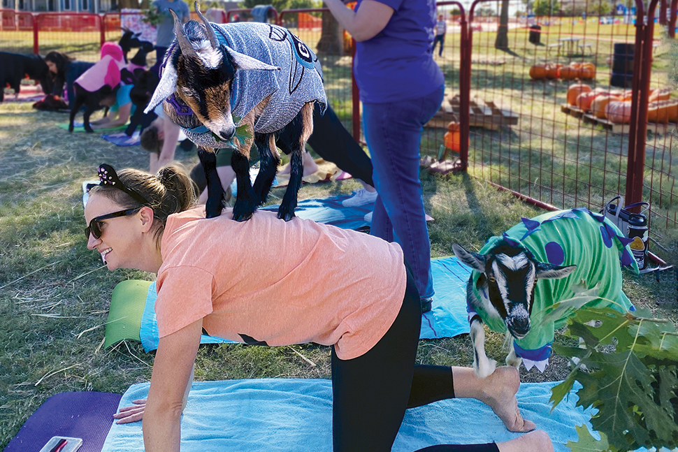 Goat Yoga - Sold Out - Shaker Village of Pleasant Hill