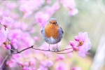 A robin in a budding tree in spring