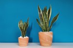 Two potted plants