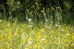 Beautiful but pollen-heavy meadow