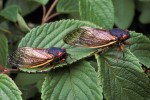 Two cicadas on a leaf
