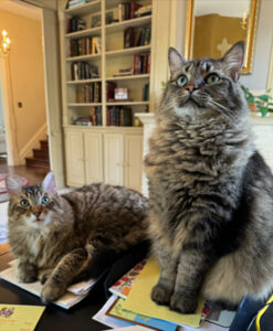 Katzenberger's cats, August and Alfie, sitting on her desk, in in/out boxes.