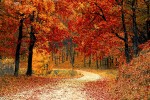 Path through a colorful forest in fall