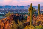 Cactus on a hill with the Phoenix skyline in the background