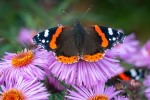 Butterfly on a flower