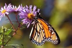 Monarch butterfly drinking nectar from a purple flower