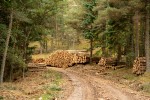 Road in a forest with logs stacked along the side