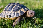Tortoise on a lawn