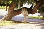 Sculpture of a hand supporting a tree branch