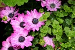 purple flowers