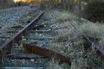 Overgrown railroad tracks