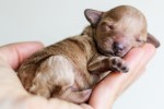 Tiny puppy resting in the palm of a person's hand