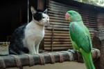Bird and cat sitting together