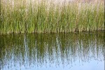 Tall grass reflected in water