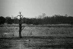A desolate tree