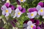 Lovely purple flowers in full bloom