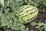 Melon growing in the Indian Trails Public Library District Giving Garden