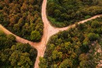 Multiple paths in the woods