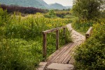 Wooden bridge on a path through a meadow