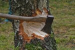 Axe sticking out of a tree