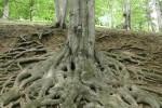 Tree with extensive root structure