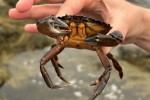 Crab discovered in a tide pool