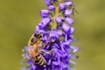 Bee pollenating a flower