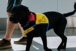 Service dog
