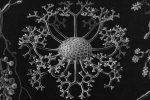 Historic print that resembles a neural network