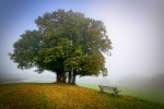 Bench under a peaceful tree